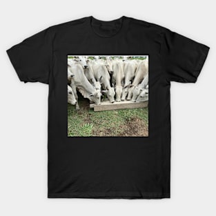 Cows Eating real photo T-Shirt